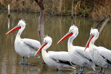 pélicans