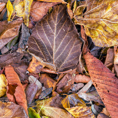 A feast of color created by autumn leaves lay flat on the ground. Natural earthy background.