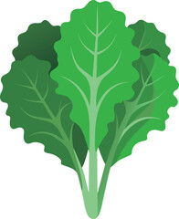 Curly kale, dark green leafy vegetable. Leaf cabbage vector illustration.