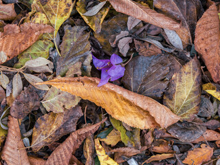 Spring is coming and a single bougainvillea flower lay on earthy colored winter leaves. A beautiful, natural background.