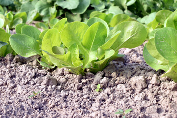 A bed with growing lettuce grass, close-up.
