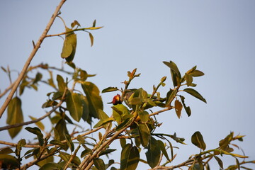 Plum headed parakeet in the Indian forest