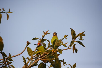 Plum headed parakeet in the Indian forest