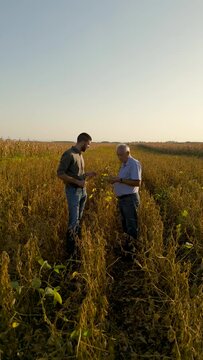 Two farmers standing in a field examining soy crop before harvest.