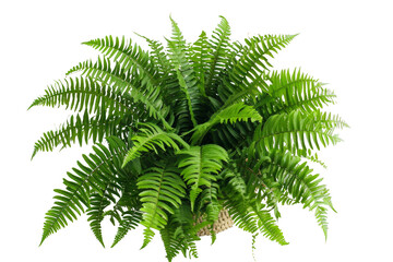 Isolated packed fern leaves forming a compact cluster on a transparent backdrop. Fern beauty.
