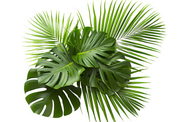 Palm leaves arranged in a loose cluster. Isolated on a transparent background.