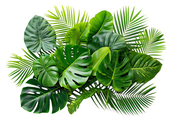 tropical leaves forming a loose cluster, isolated on a transparent background