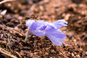 purple crocus flower