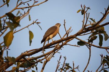 Shikra perched in a tree in the Indian forest