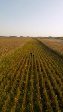 Aerial view of two farmers walking in a field examining soy crop before harvest, rear view.