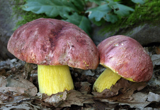 Two Royal boletes or red-capped butter boleto (Boletus regius) in the oak forest