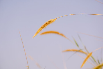 Foxtail millet, scientific name Setaria italica (synonym Panicum italicum L.), is an annual grass grown for human food. It is the second-most widely planted