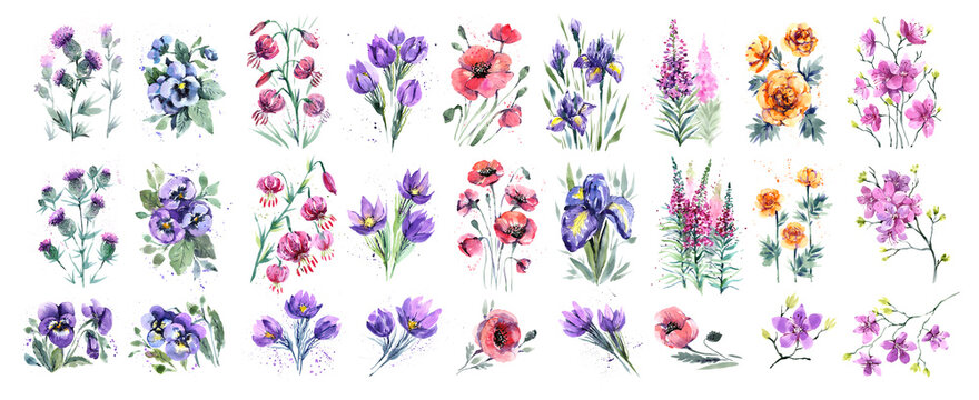A large set of floral watercolor illustrations. Poppies, lilies, violets, snowdrops on a white background. Watercolor drawings by hand for design, packaging © Andrei