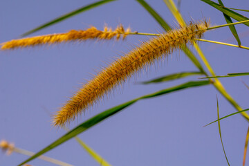 Foxtail millet, scientific name Setaria italica, is an annual grass grown for human food. It is the second-most widely planted species of millet, and the most grown millet species in Asia.