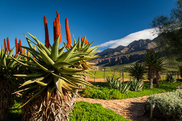 Farm in the Karoo with old rural houses and the swartberg mountains in south africa,