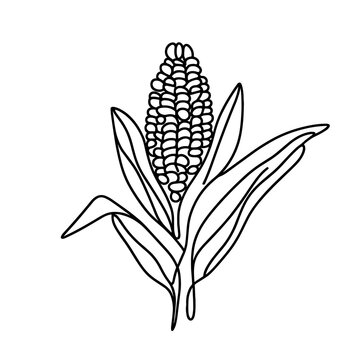 recommend clip art: Corn, line drawing style