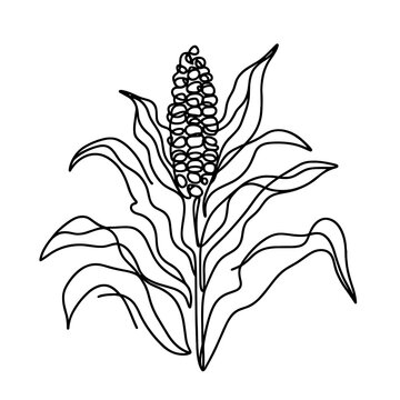 recommend clip art: Corn, line drawing style