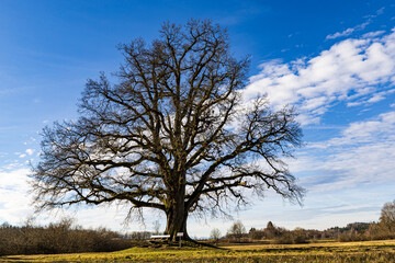 Große Eiche am Seeoner See 