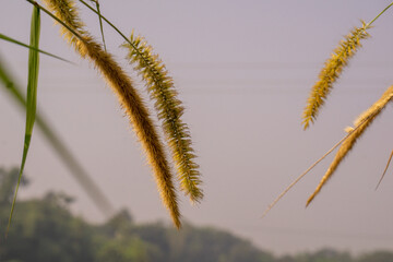 Foxtail millet, scientific name Setaria italica, is an annual grass grown for human food. It is the second-most widely planted species of millet, and the most grown millet species in Asia