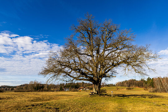 Mozarteiche bei Seeon im Februar. Oberbayern. Deutschland