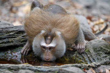 Adult Southern pig-tailed macaque or Sunda pig-tailed macaque (Macaca nemestrina).​