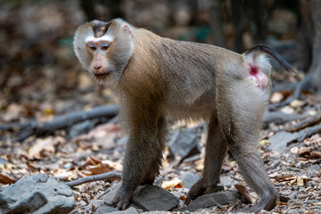 Adult Southern pig-tailed macaque or Sunda pig-tailed macaque (Macaca nemestrina).​