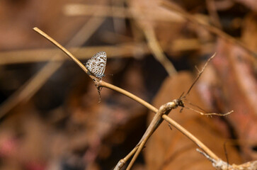 Mavizebra butterfly (Leptotes pirithous) on a dried plant branch