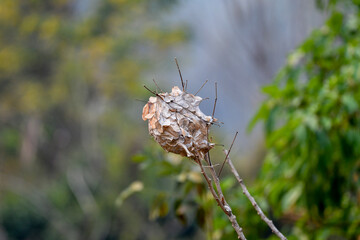 A Large Wasp Nest Hanging on a Tree is Dangerous and Can Sink and Cause Harm, and People Don't Like Being Stung.​