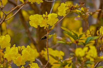 Garden sunbird on golden trumpet tree - Yellow ipe - Handroanthus albus.​