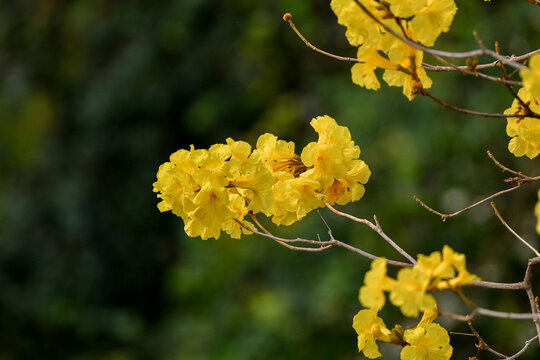 Golden trumpet tree - Yellow ipe - Handroanthus albus