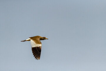 Grey-headed Lapwing (Vanellus cinereus) in flight overhead, seen from below.
