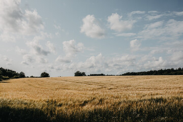 Swedish rural landscape with wheat field © Wirestock
