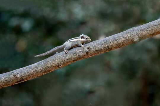 Cute little squirrel (Swinhoe's striped squirrel) standing on tree branch.​