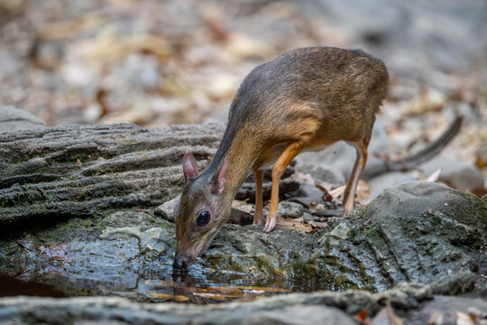 Java mouse deer wandering through the jungle in Thailand.​