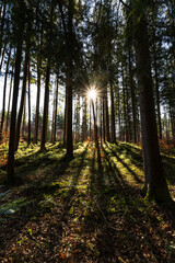 Sonne scheint im Gegenlicht durch Baumgruppe in einem Wald nahe Chiemsee, Oberbayern, Deutschland 