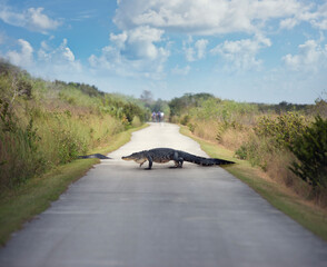 Large American Alligator Crossing a trail - 746492669