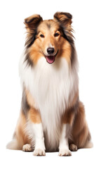 Rough collie puppy sitting, isolated on transparent background