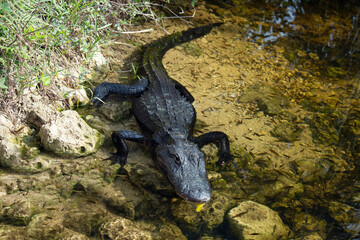 American Alligator in a Pond - 746494433