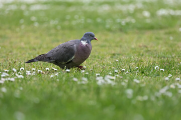 Common wood pigeon, Columba palumbus, searching food in the field of white daisies and fresh grass in spring season.