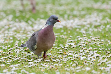 Common wood pigeon, Columba palumbus, searching food in the field of white daisies and fresh grass in spring season.