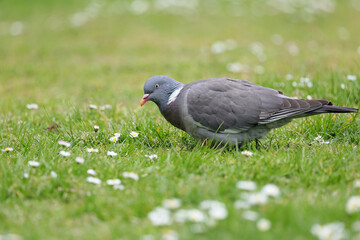Common wood pigeon, Columba palumbus, searching food in the field of white daisies and fresh grass in spring season.