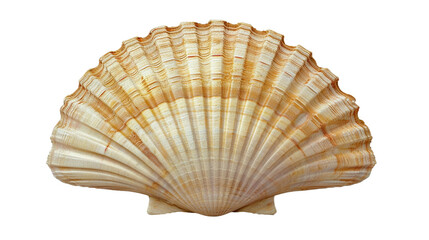 shell isolated on transparent background, generative AI.
