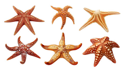 starfish isolated on transparent background, generative AI.