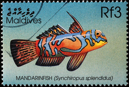 Mandarinfish on postage stamp from Maldives