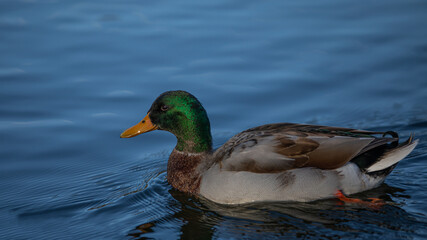 Stockente