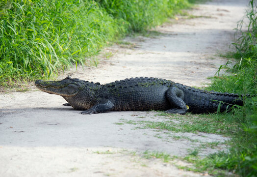 American Alligator resting on a trail - Powered by Adobe
