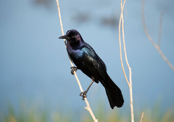 Boat Tailed Grackle perching - 746496285