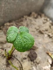 strawberry plant growing in soil