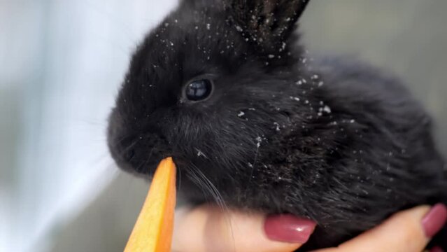 A woman feeds a small rabbit with carrots. A woman holds a black rabbit in her hands. 4K