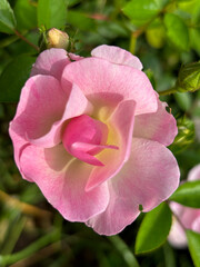 Close-up of a delicate pink rose with soft petals and a vibrant yellow center
